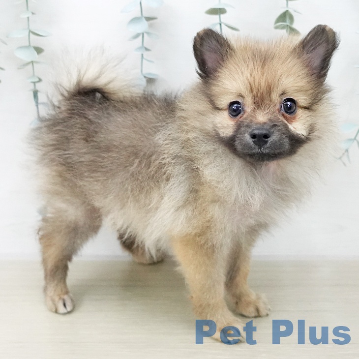 東京都のポメラニアン (ペッツワン 青梅インター店/2025年12月4日生まれ/男の子/オレンジセーブル)の子犬の1枚目の画像