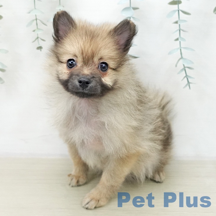 東京都のポメラニアン (ペッツワン 青梅インター店/2025年12月4日生まれ/男の子/オレンジセーブル)の子犬の2枚目の画像