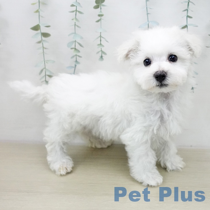 埼玉県のビションフリーゼ (ペッツワン 吉川美南店/2025年12月1日生まれ/男の子/ホワイト)の子犬の2枚目の画像