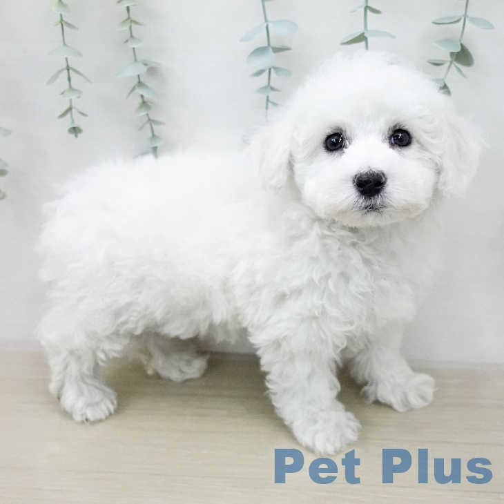 ビション・フリーゼ