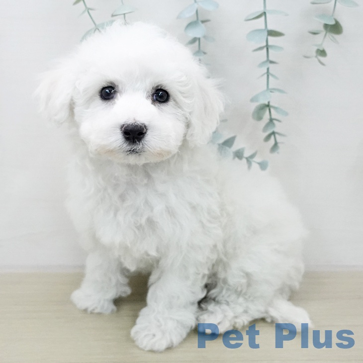 ビション・フリーゼ