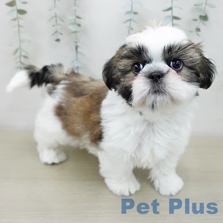 東京都のシーズー (ペットプラス 立川高島屋S.C.店/2025年12月4日生まれ/男の子/ゴールドホワイト)の子犬の2枚目の画像