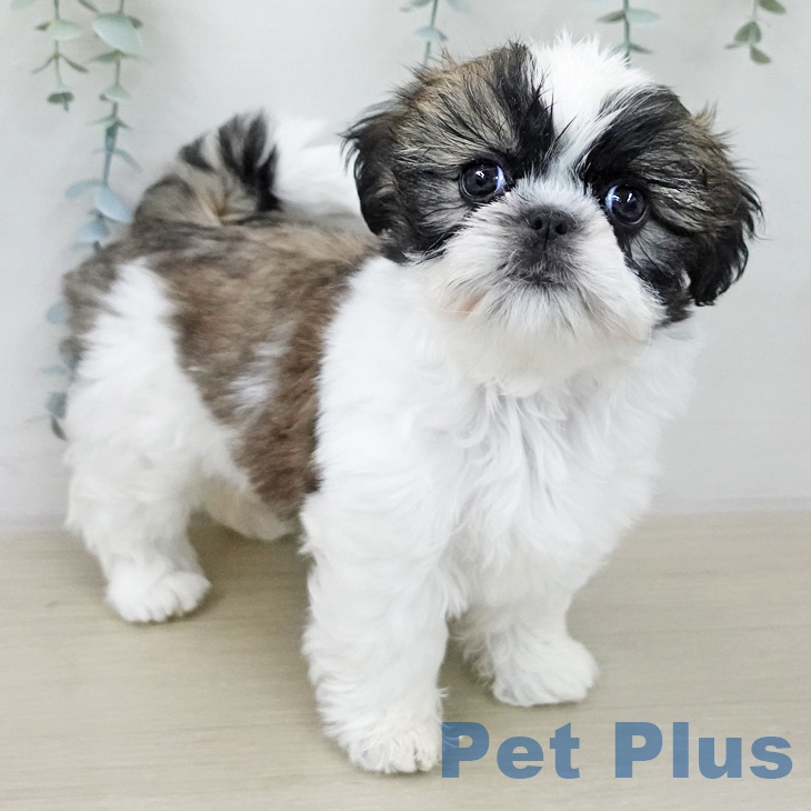 シー・ズーの写真2