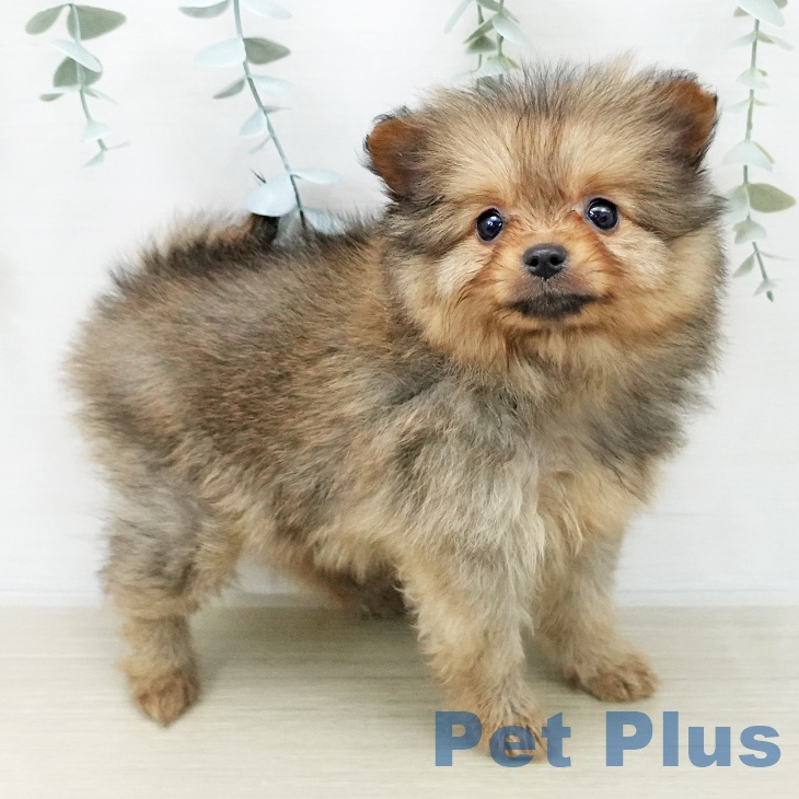 東京都のポメラニアン (ペットプラス 立川高島屋S.C.店/2025年12月1日生まれ/男の子/オレンジ)の子犬の1枚目の画像