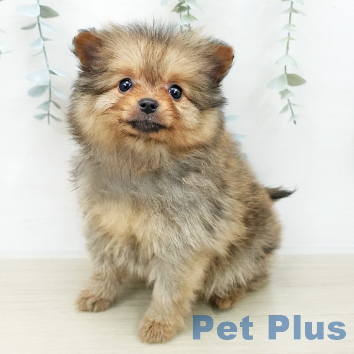東京都のポメラニアン (ペットプラス 立川高島屋S.C.店/2025年12月1日生まれ/男の子/オレンジ)の子犬の2枚目の画像