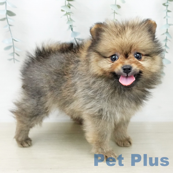 埼玉県のポメラニアン (ペットプラス ららぽーと新三郷店/2025年12月1日生まれ/女の子/オレンジ)の子犬の2枚目の画像
