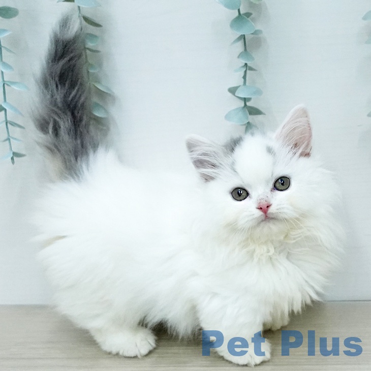 東京都のマンチカン (ペットプラス 日の出店/2025年11月19日生まれ/女の子/ブルータビーホワイト)の子猫の1枚目の画像