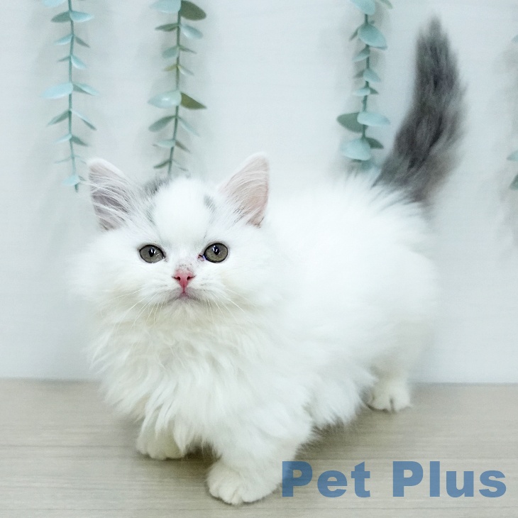 東京都のマンチカン (ペットプラス 日の出店/2025年11月19日生まれ/女の子/ブルータビーホワイト)の子猫の2枚目の画像