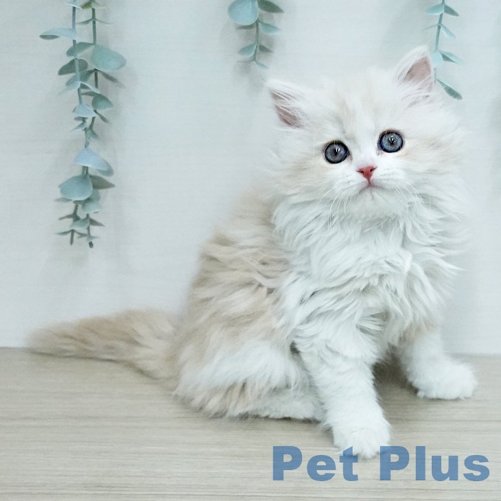 スコティッシュフォールド