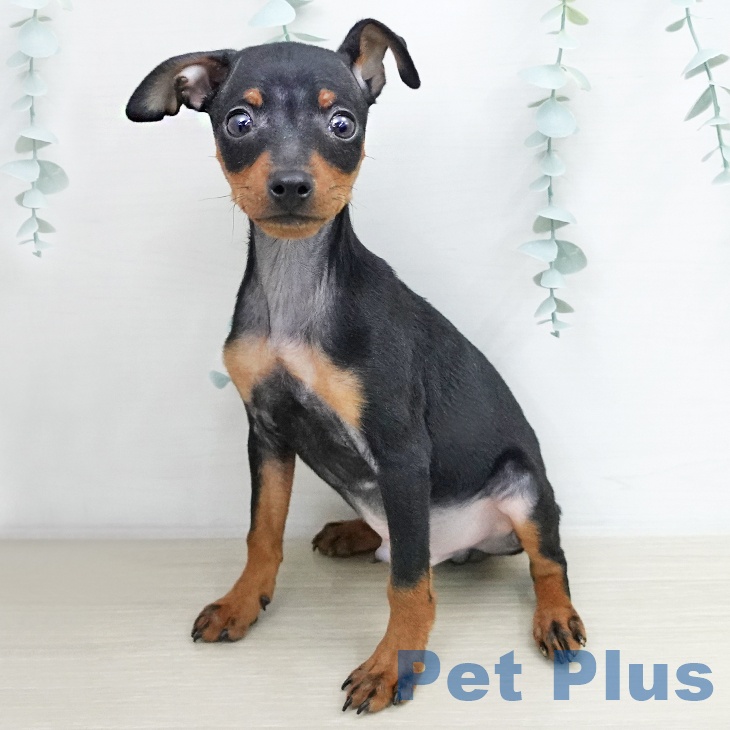 埼玉県のミニチュアピンシャー (ペッツワン 新座店/2025年11月27日生まれ/男の子/ブラックタン)の子犬の1枚目の画像