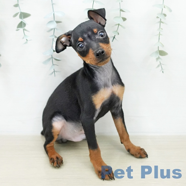 埼玉県のミニチュアピンシャー (ペッツワン 新座店/2025年11月27日生まれ/男の子/ブラックタン)の子犬の2枚目の画像