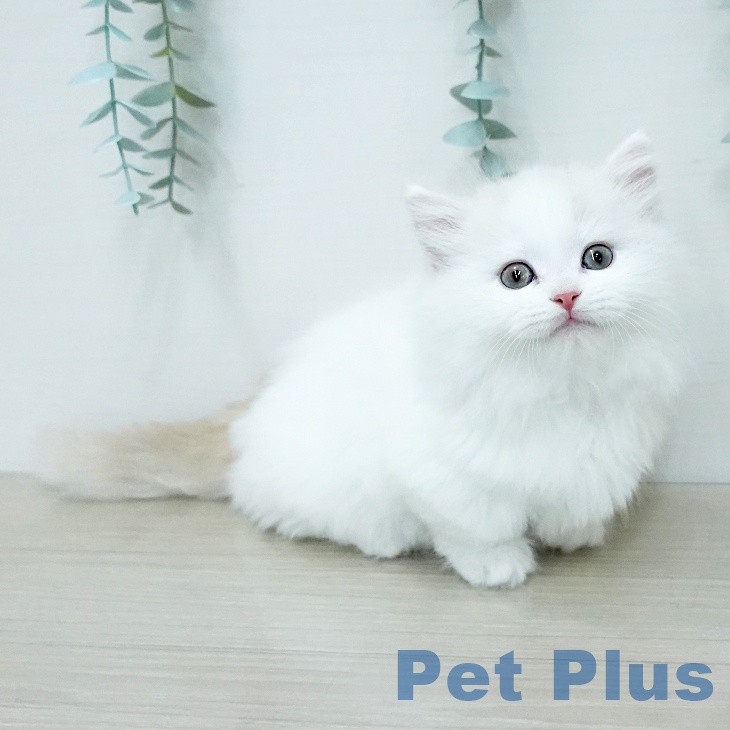 東京都のミヌエット (ペッツワン 青梅インター店/2025年11月30日生まれ/男の子/クリームタビーホワイトバン)の子猫の1枚目の画像