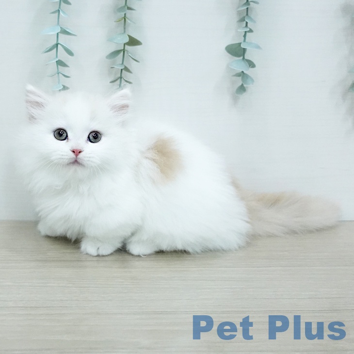 東京都のミヌエット (ペッツワン 青梅インター店/2025年11月30日生まれ/男の子/クリームタビーホワイトバン)の子猫の2枚目の画像