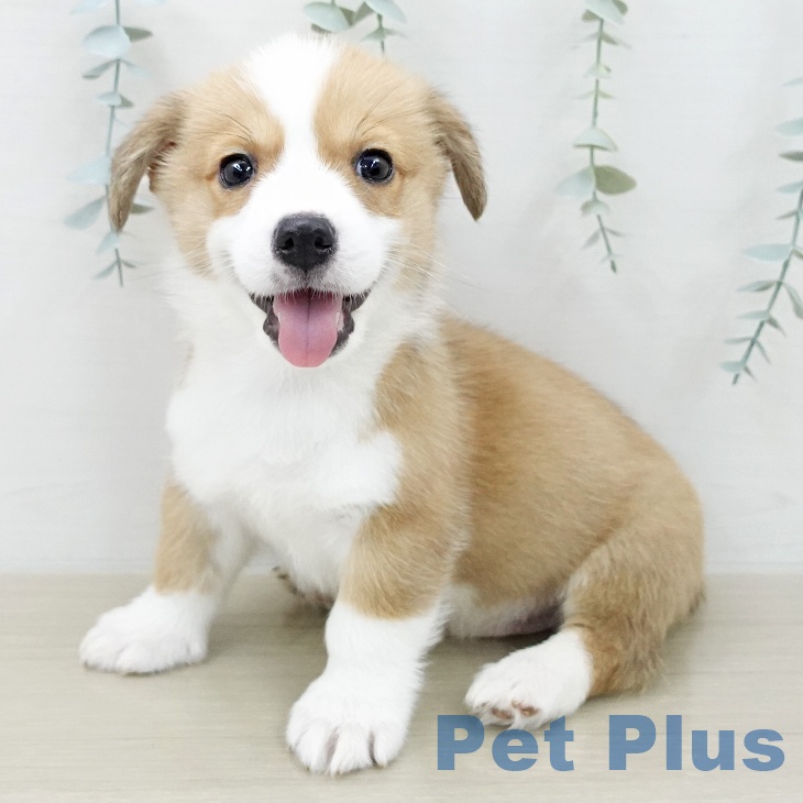 ウェルシュ・コーギー・ペンブローク