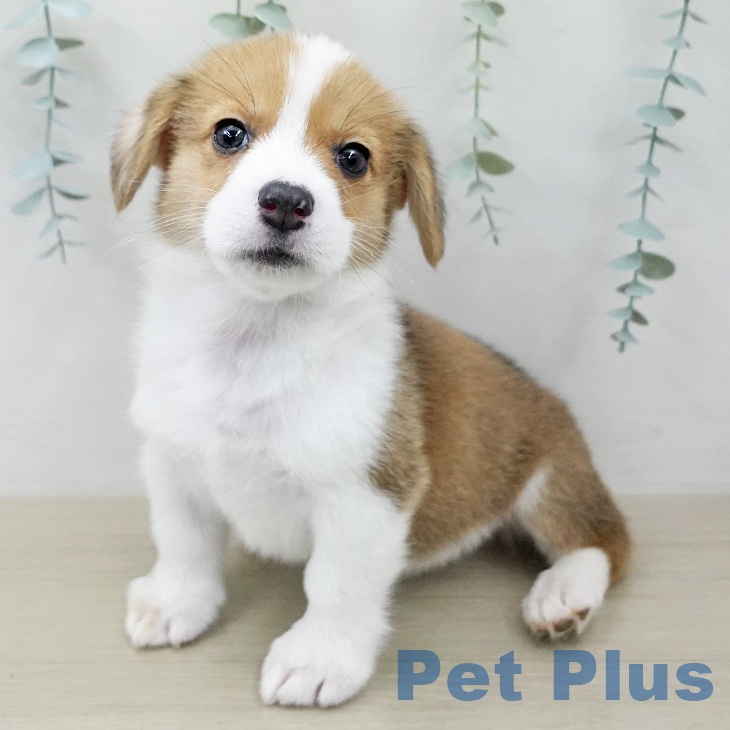 ウェルシュ・コーギー・ペンブローク