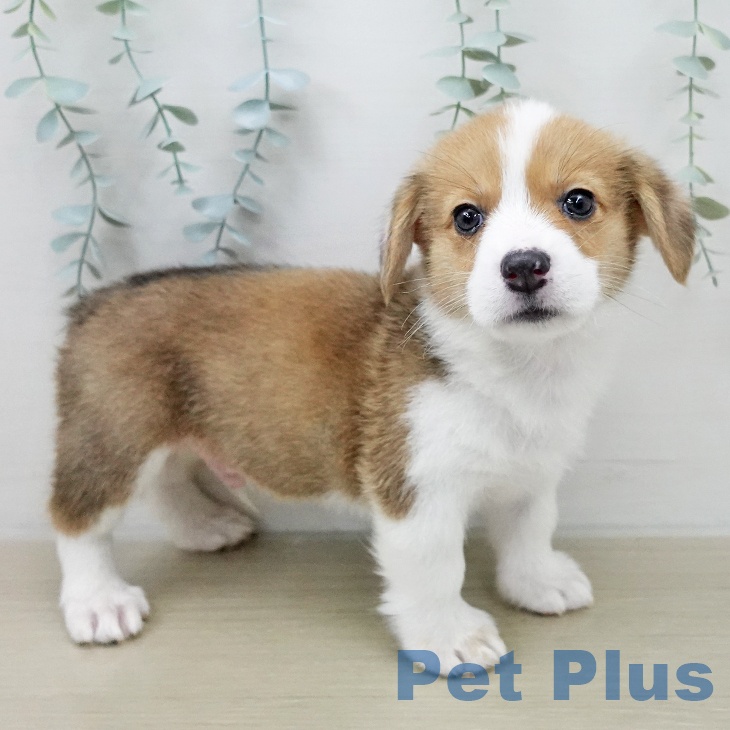 ウェルシュ・コーギー・ペンブロークの写真2