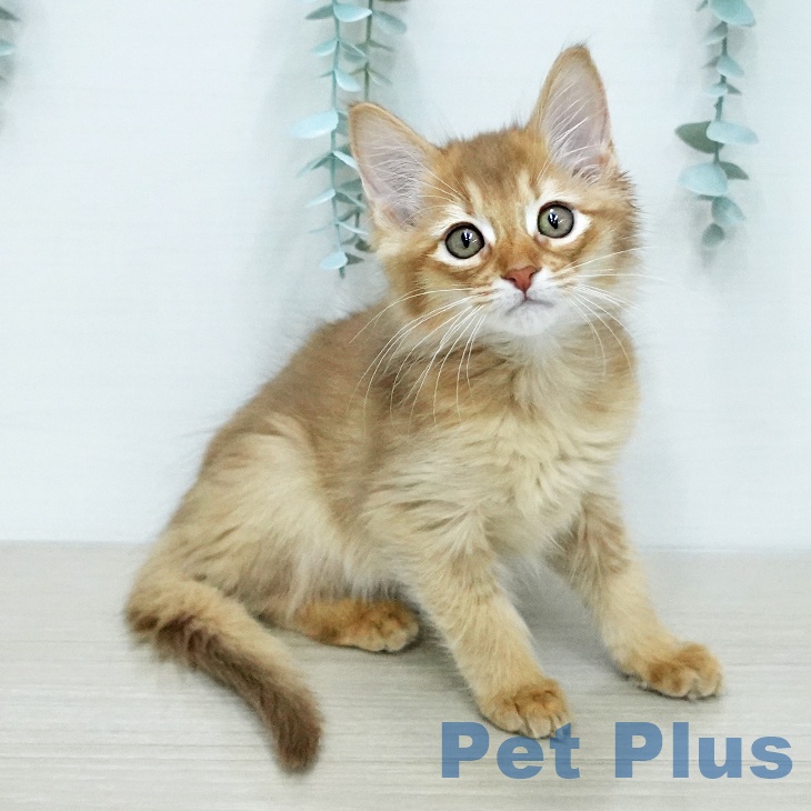 千葉県のソマリ (ペッツワン 千葉ニュータウン店/2025年11月30日生まれ/男の子/レッド)の子猫の1枚目の画像