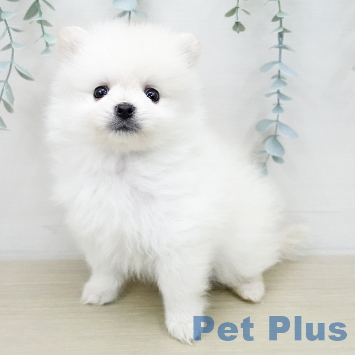 埼玉県のポメラニアン (ペットプラス ピオニウォーク東松山店/2025年12月4日生まれ/男の子/クリーム)の子犬の2枚目の画像