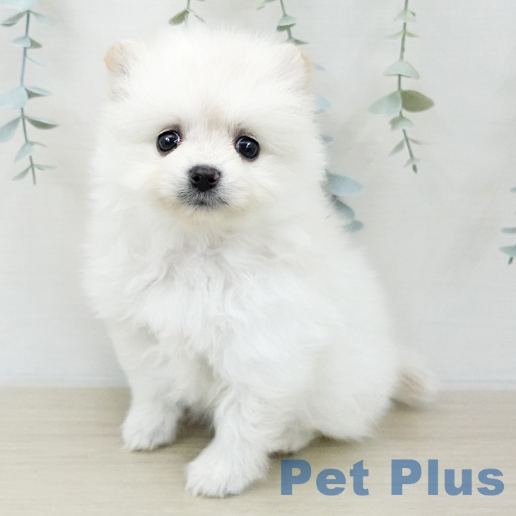 埼玉県のポメラニアン (ペットプラス ららぽーと富士見店/2025年12月4日生まれ/女の子/クリーム)の子犬の1枚目の画像