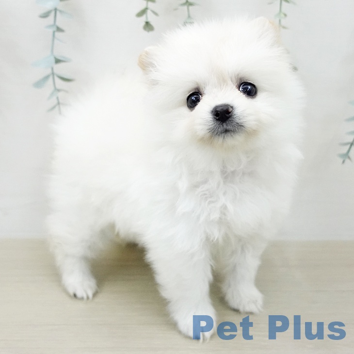 埼玉県のポメラニアン (ペットプラス ららぽーと富士見店/2025年12月4日生まれ/女の子/クリーム)の子犬の2枚目の画像