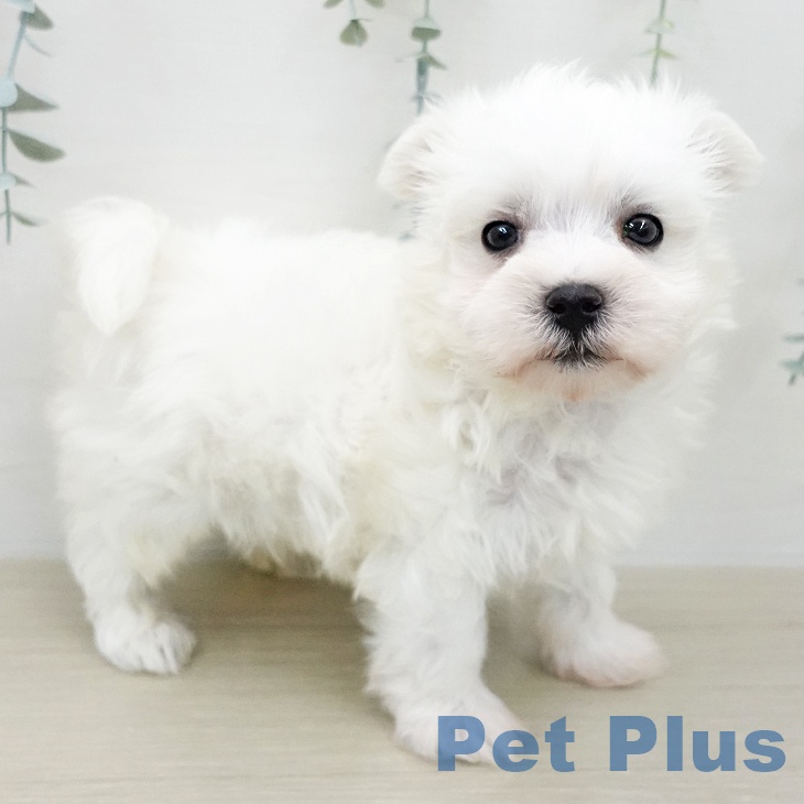 マルチーズの写真2