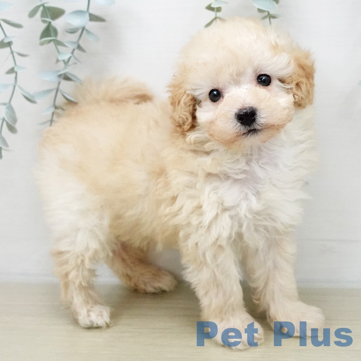 トイ・プードル