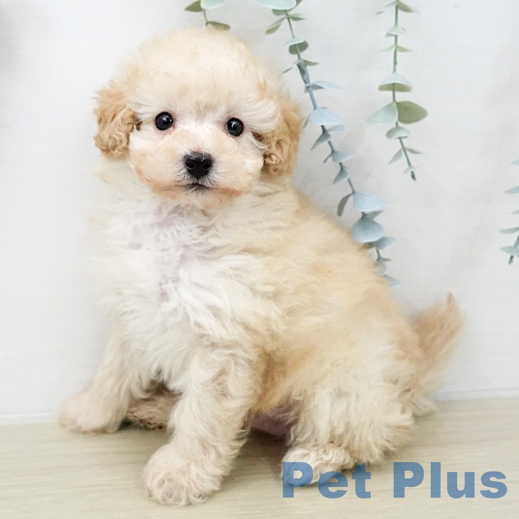 埼玉県のトイプードル(トイ) (ペットプラス ピオニウォーク東松山店/2025年12月3日生まれ/男の子/クリーム)の子犬の2枚目の画像