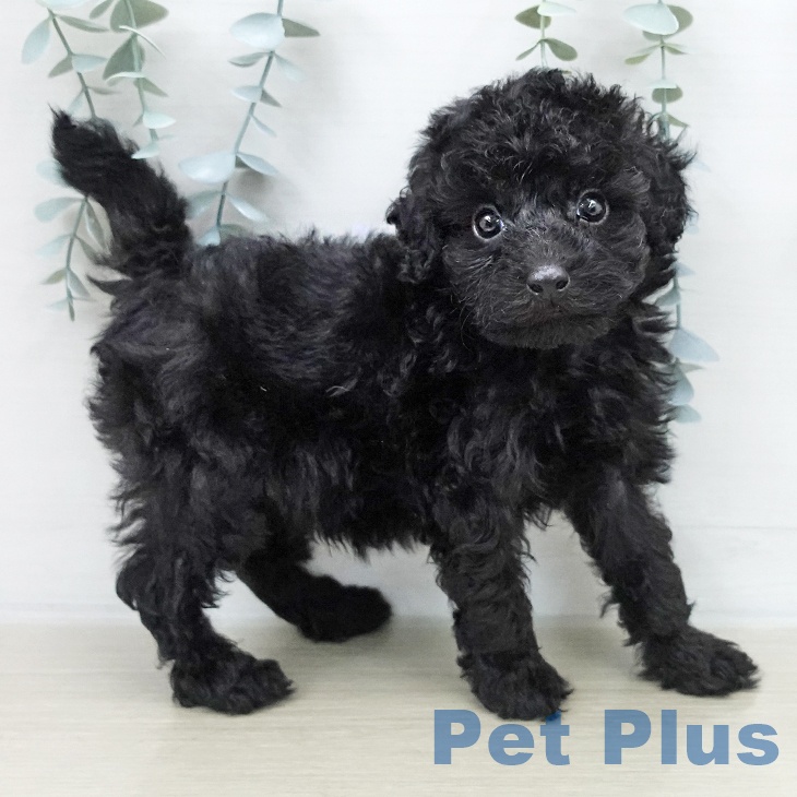岩手県のトイプードル(トイ) (ペットプラス 盛岡南店/2025年12月3日生まれ/男の子/ブラック)の子犬の1枚目の画像