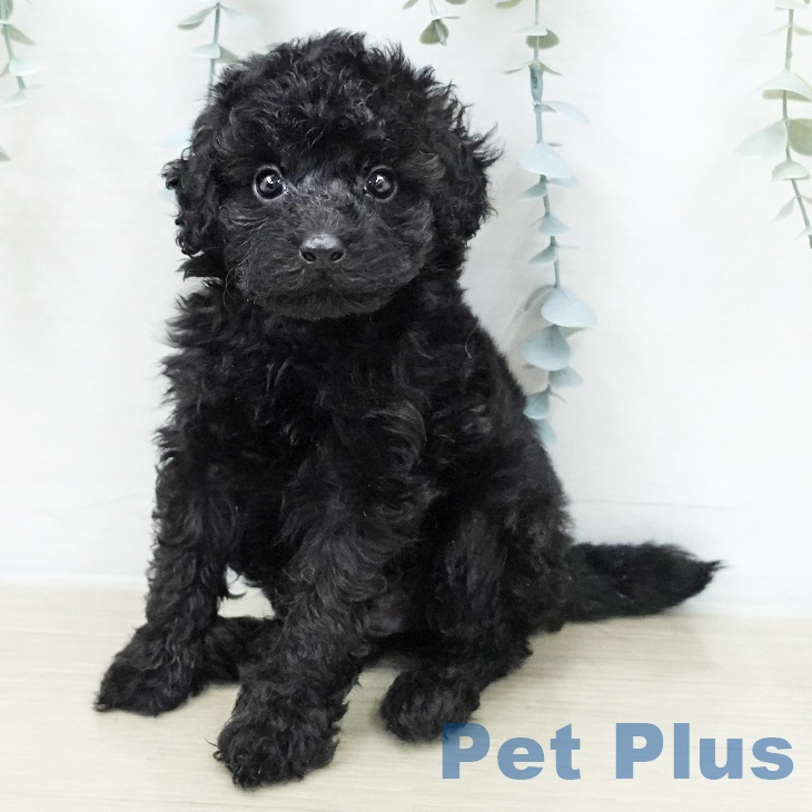 岩手県のトイプードル(トイ) (ペットプラス 盛岡南店/2025年12月3日生まれ/男の子/ブラック)の子犬の2枚目の画像