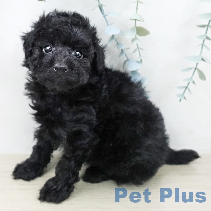 トイ・プードル