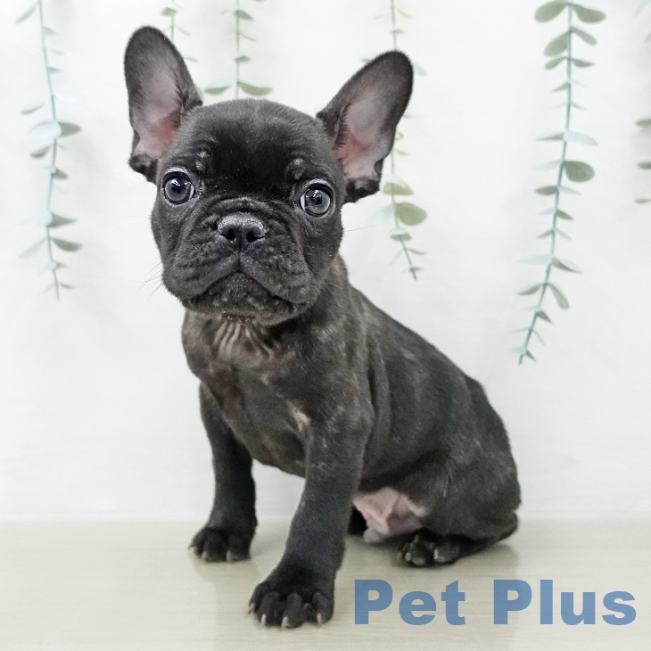 フレンチ・ブルドッグ