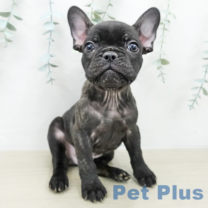 フレンチ・ブルドッグの写真2