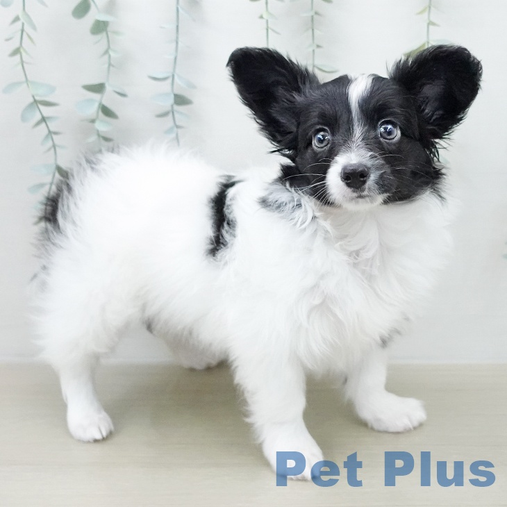 パピヨンの写真2