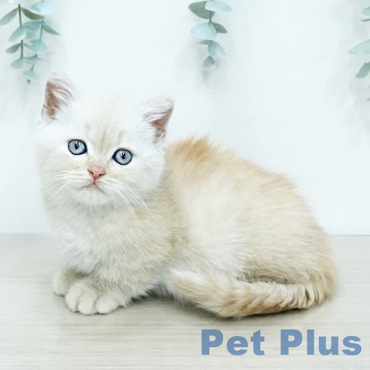 マンチカンの写真2