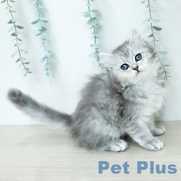 サイベリアンの写真2