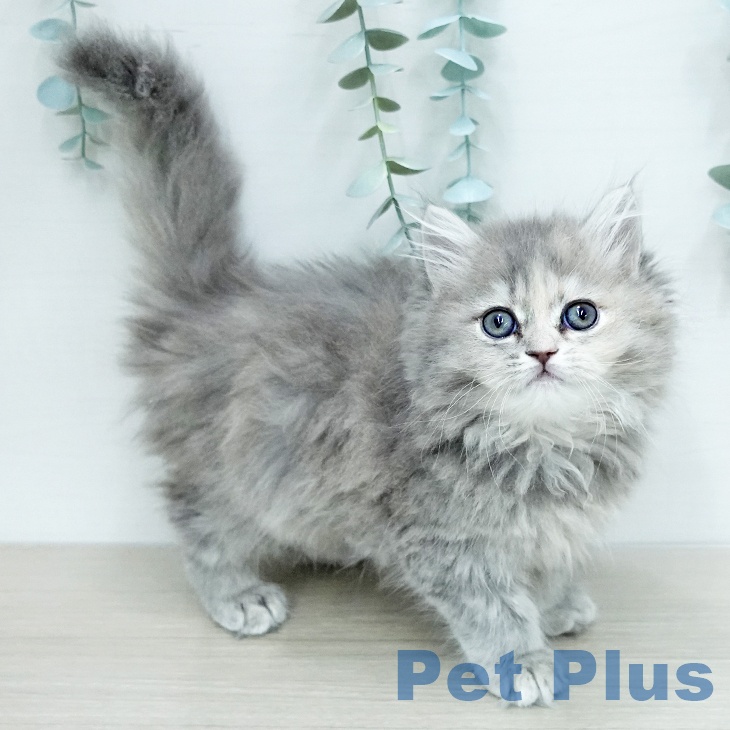 サイベリアンの写真2