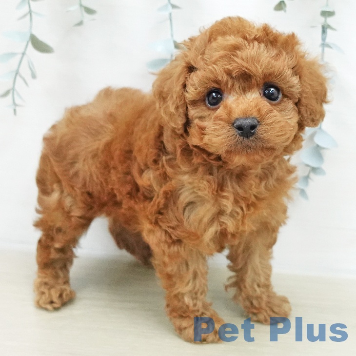 トイ・プードルの写真2