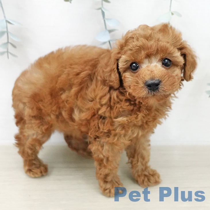 トイ・プードル