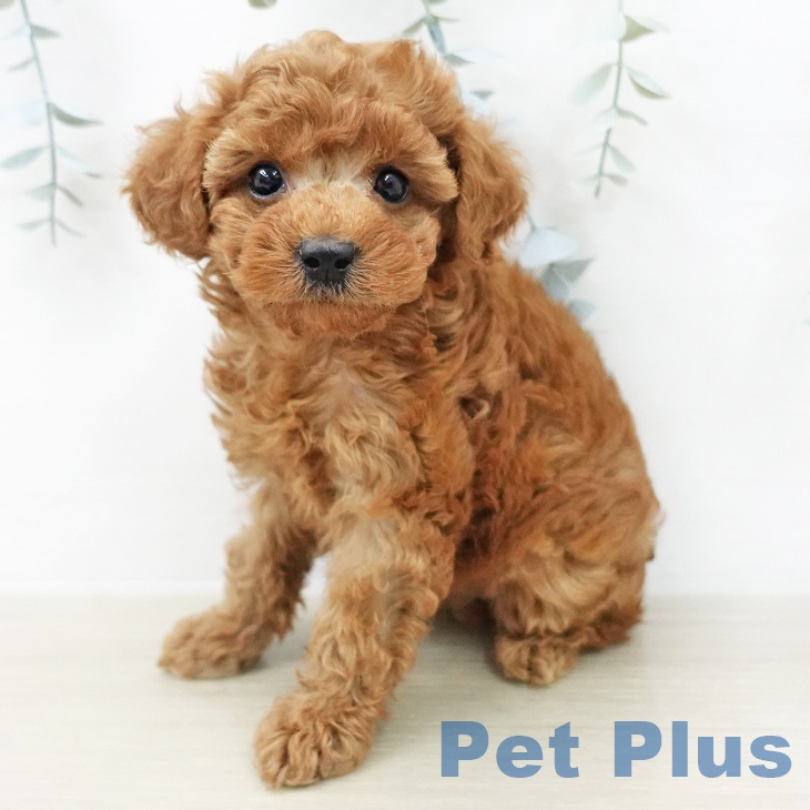 トイ・プードル