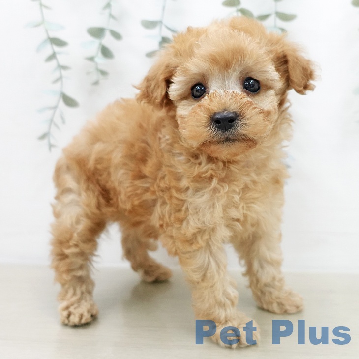 埼玉県のトイプードル(トイ) (ペットプラス イオンモール春日部店/2025年12月3日生まれ/女の子/レッド)の子犬の2枚目の画像