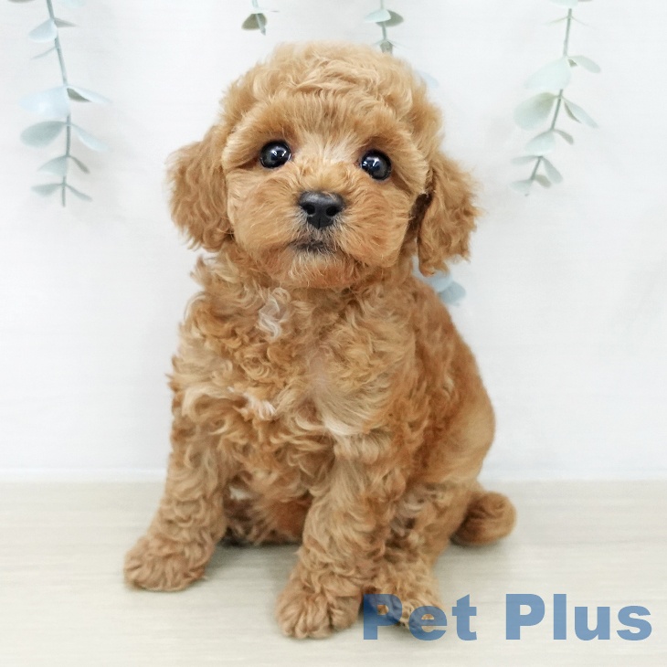 トイ・プードル