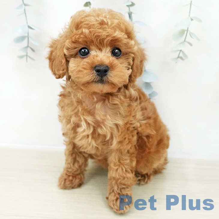 埼玉県のトイプードル(トイ) (ペットプラス 羽生店/2025年12月3日生まれ/女の子/レッド)の子犬