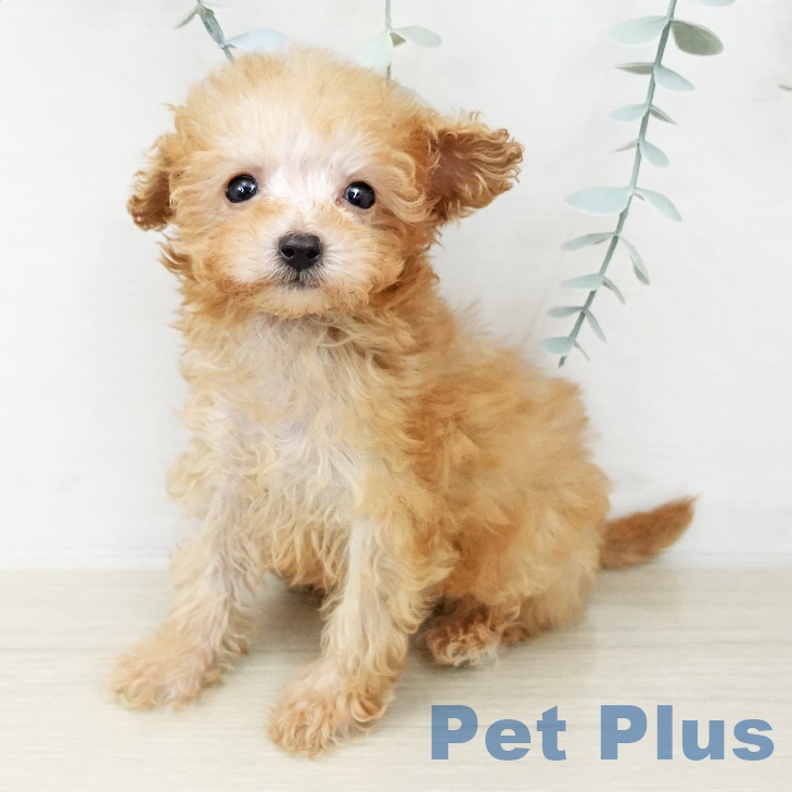 千葉県のトイプードル(トイ) (ペットプラス 幕張新都心店/2025年11月23日生まれ/女の子/アプリコット)の子犬の2枚目の画像