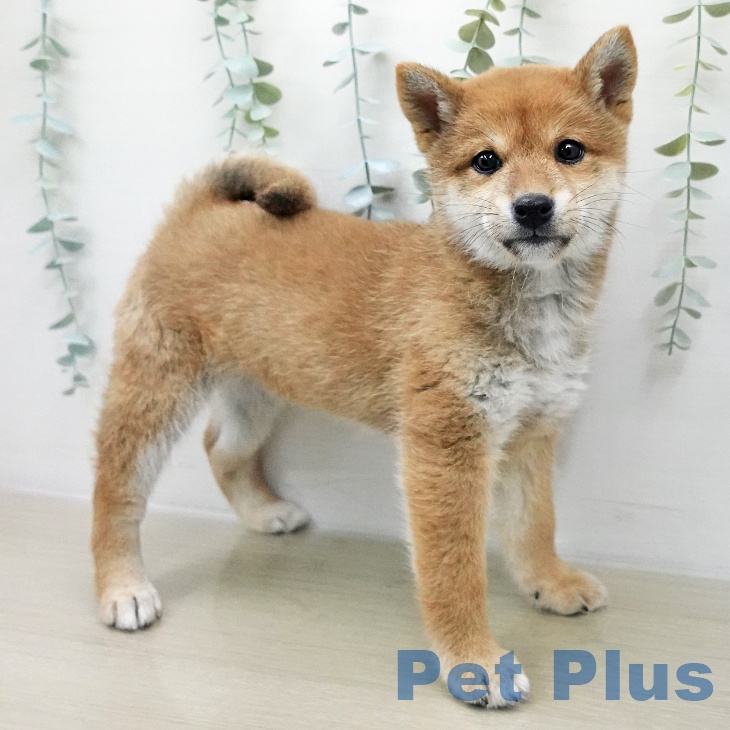 神奈川県の柴犬(標準サイズ) (ペットプラス 海老名店/2025年11月28日生まれ/女の子/赤)の子犬の1枚目の画像