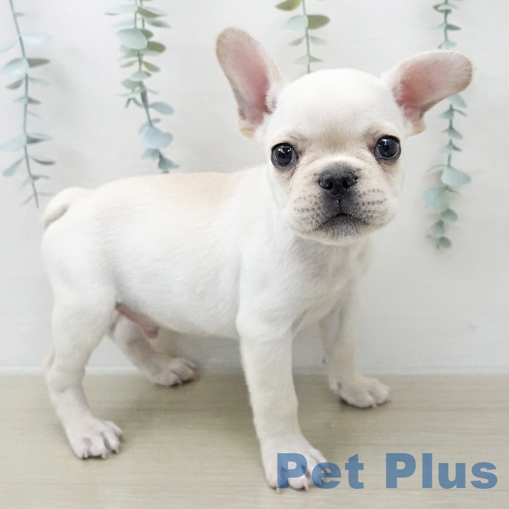 山梨県のフレンチブルドッグ (ペットプラス 甲府昭和店/2025年11月28日生まれ/男の子/クリーム)の子犬の1枚目の画像