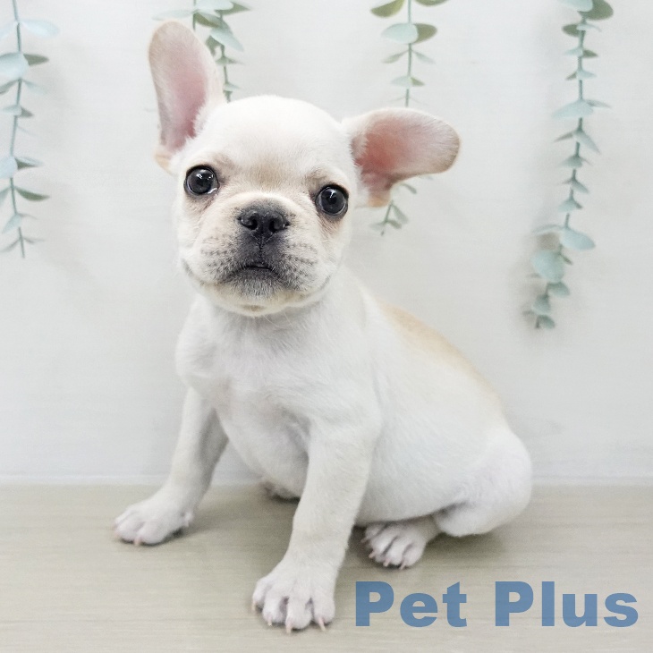 山梨県のフレンチブルドッグ (ペットプラス 甲府昭和店/2025年11月28日生まれ/男の子/クリーム)の子犬の2枚目の画像