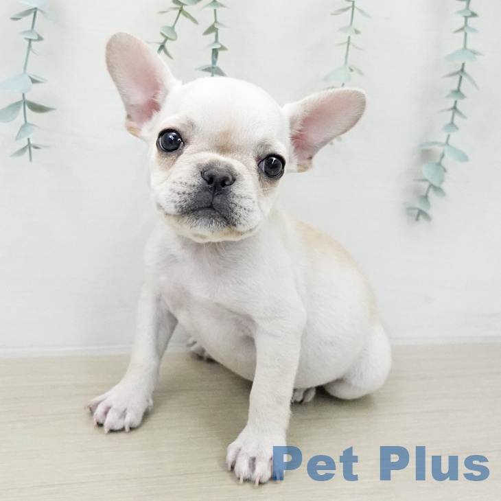 フレンチ・ブルドッグ