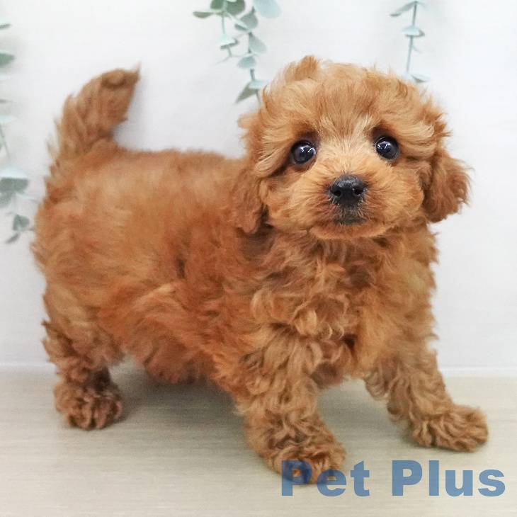 埼玉県のトイプードル(トイ) (ペットプラス 与野店/2025年12月5日生まれ/女の子/レッド)の子犬の1枚目の画像