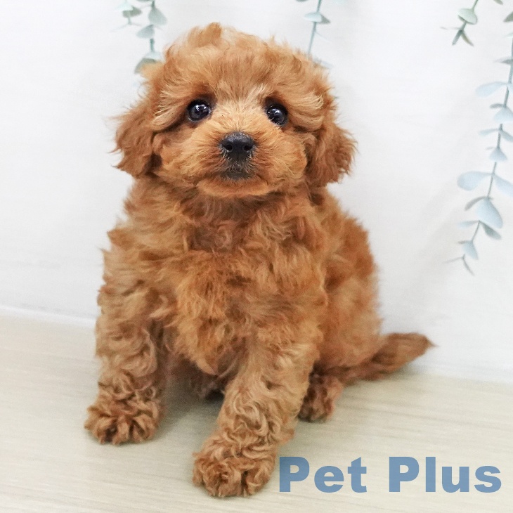 埼玉県のトイプードル(トイ) (ペットプラス 与野店/2025年12月5日生まれ/女の子/レッド)の子犬の2枚目の画像