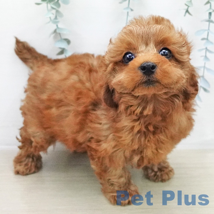 トイ・プードル